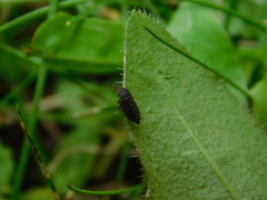 Aphrodinae