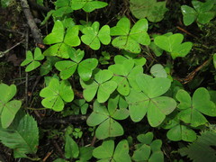 Oxalis griffithii