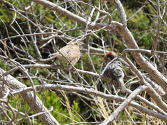 Passer domesticus