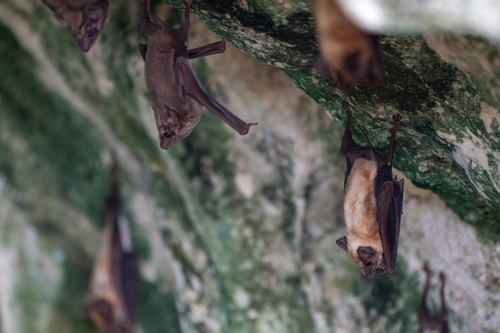 Black-bearded Tomb Bat