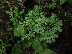 Sedum emarginatum