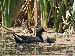 Gallinula tenebrosa