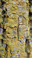 Candelariella reflexa