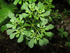 Sedum emarginatum