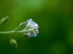 Myosotis arvensis