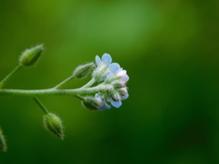 Myosotis arvensis
