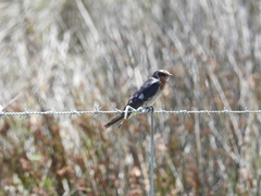 Hirundo neoxena