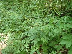 Agrimonia pilosa japonica