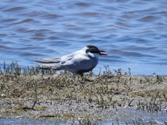 Chlidonias hybrida