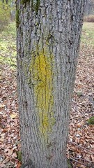 Candelariella reflexa