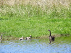 Cygnus atratus