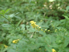 Agrimonia pilosa japonica