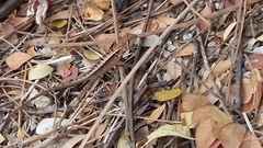 Stenocercus iridescens