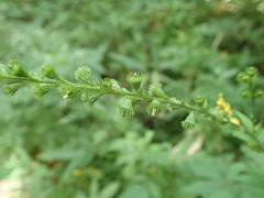 Agrimonia pilosa japonica