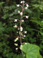 Tiarella polyphylla