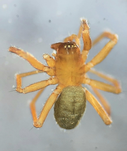 Aphileta microtarsa