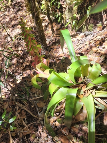 Image of Werauhia ororiensis by (c) Magdalena Ginko, some rights reserved (CC BY)