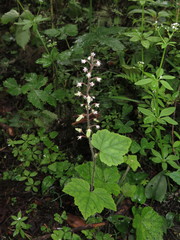 Tiarella polyphylla