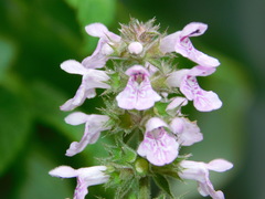 Stachys palustris