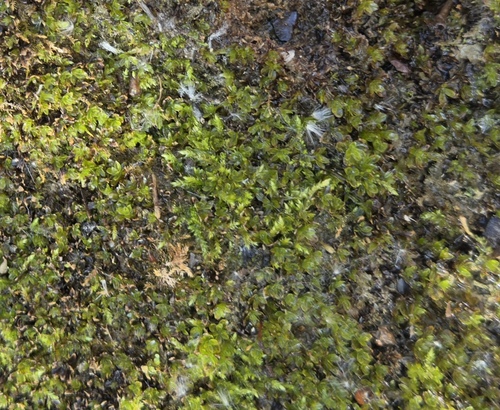 Platylomella lescurii observed 2025-03-20