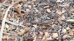 Stenocercus iridescens