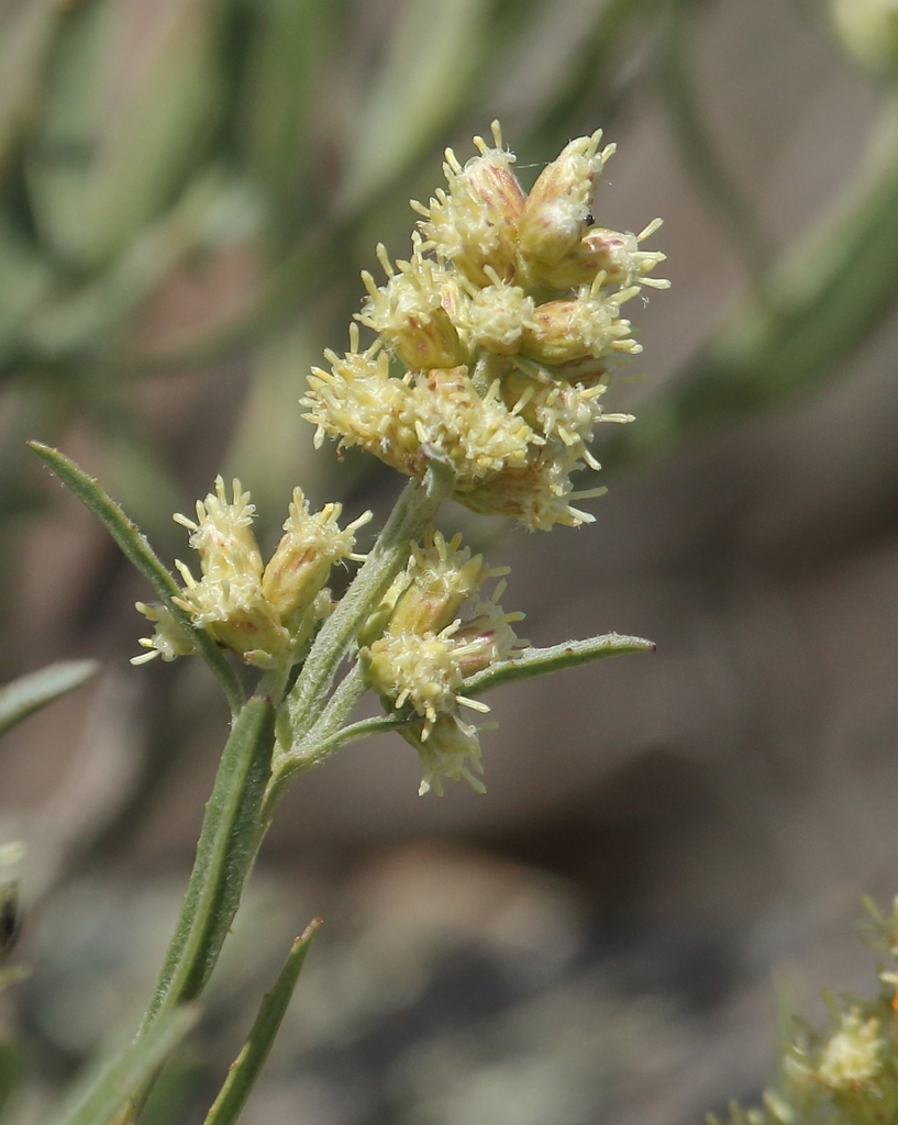 Baccharis spicata