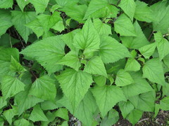 Sinacalia davidii