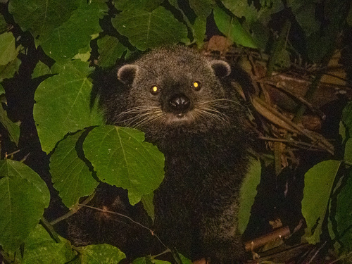 Arctictis binturong