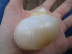 Pomacea flagellata