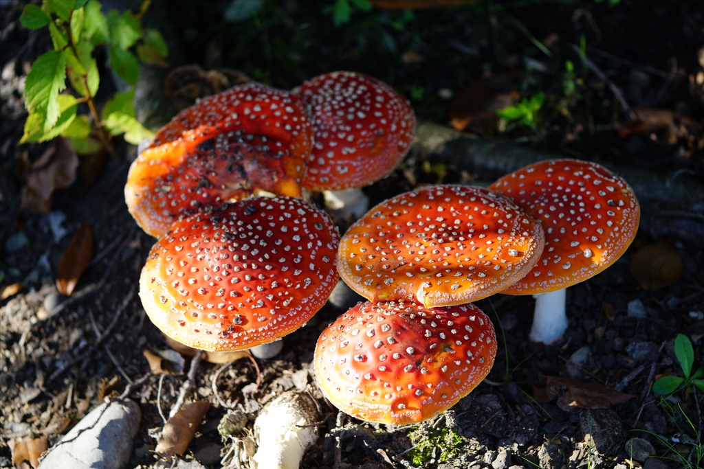 Amanita muscaria · March 2025 · photo: © hanwen-zhang (iNaturalist, cc0)