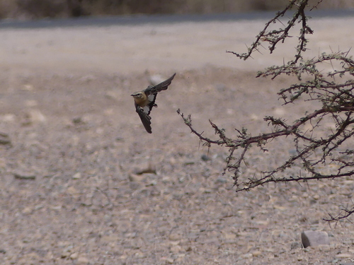 Desert Wheatear