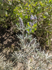 Lupinus meionanthus