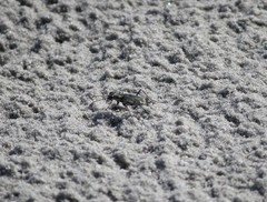 Ellipsoptera marginata