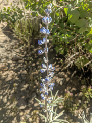 Lupinus meionanthus