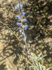 Lupinus meionanthus