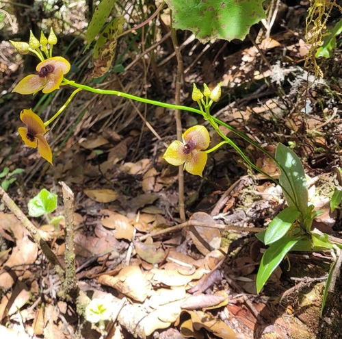 Image of Telipogon costaricensis by (c) Magdalena Ginko, some rights reserved (CC BY)