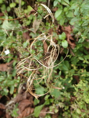 Epilobium amurense