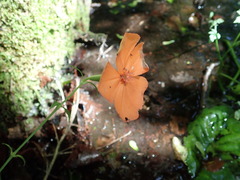 Silene miqueliana, photograph Yoshihiro Tokue, CC BY, iNaturalist via GBIF