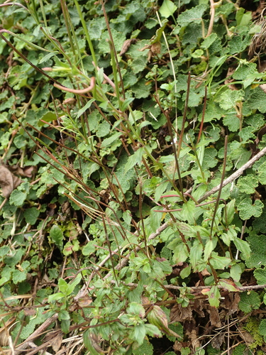 Image of Epilobium amurense by no rights reserved