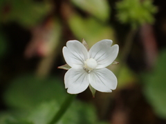 Epilobium amurense