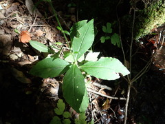 Silene miqueliana, photograph Yoshihiro Tokue, CC BY, iNaturalist via GBIF