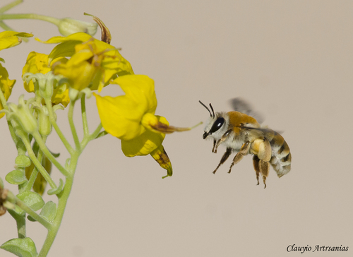 Caupolicana vestita