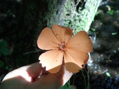 Silene miqueliana, photograph 3