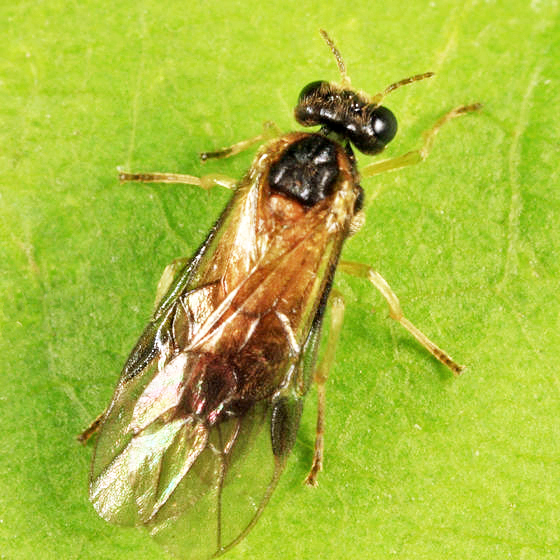 Acordulecera mellina