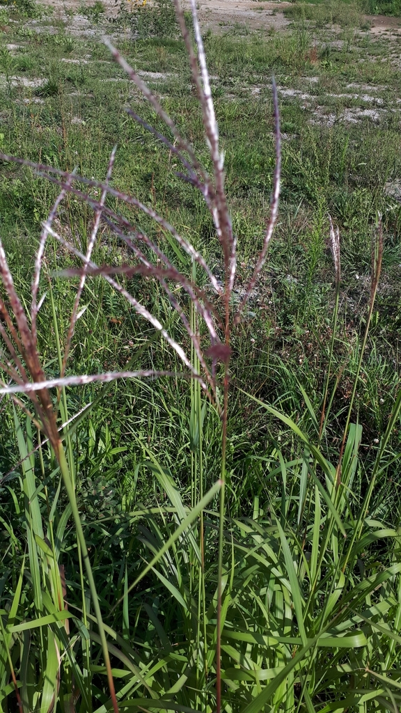 Mía năng lượng (Miscanthus × giganteus)