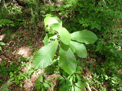 Magnolia obovata
