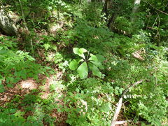 Magnolia obovata