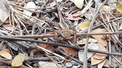 Stenocercus iridescens