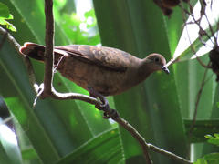 White-Throated Ground Dove photo 3