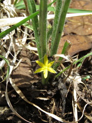 Hypoxis mexicana